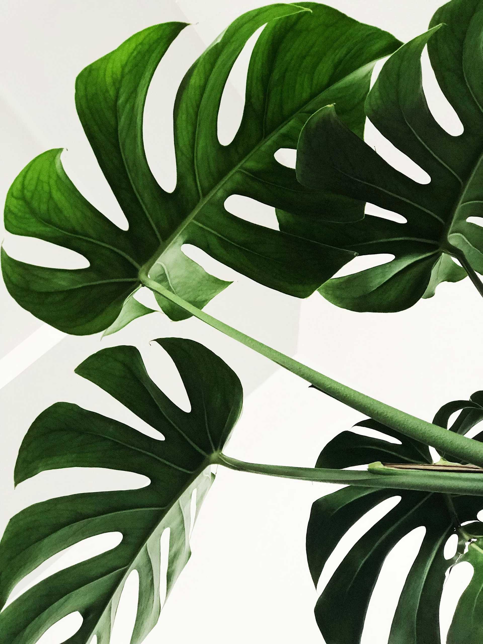 Close-up of vibrant green monstera leaves against a white background.